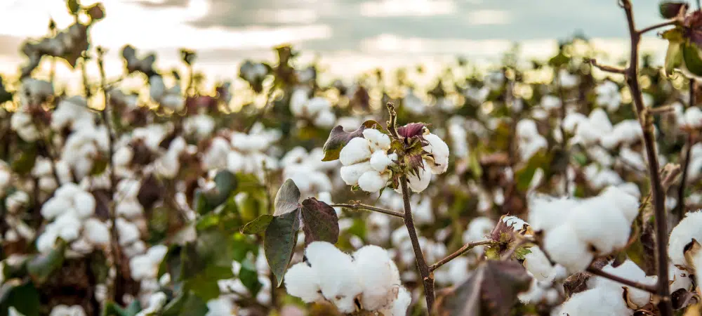Šta je pamuk i odakle dolazi