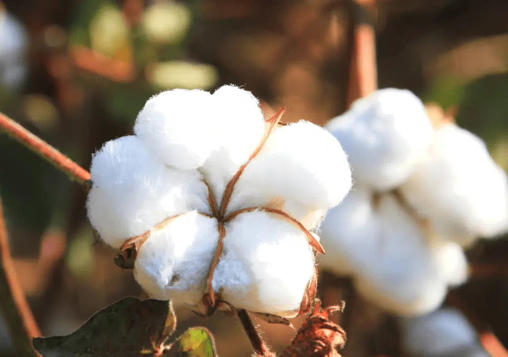 Sve što treba da znate o pamuku